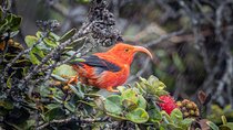 Big Island Birdwatching Tour