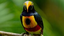 Manuel Antonio Esquipulas Birdwatching Tour