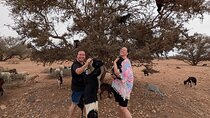 Agadir / Taghazout: Goat Tour & Tour of the Souk