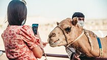 Dubai Royal Camel Racing with Prime Seats and Short Camel Ride