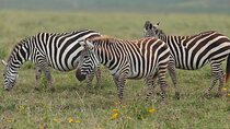 Tarangire and Ngorongoro 2 Day Safari Adventure