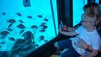 Marine Life in Sharm Semi Submarine Boat Tour