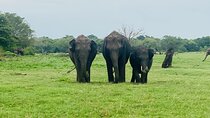 Minneriya Kaudulla or Hurulu Eco Park Safari