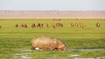 Amboseli National park Day trip:Mt kilimanjaro Views 