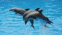 Swim with Dolphins (15 Minutes) + Transfer – Sharm El Sheikh