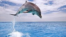 Swim with Dolphins for 30 Minutes – Transport - Sharm El Sheikh