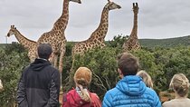 Walk with Giraffes and Game Drive Adventures