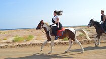 1 Hour Horse Ride Adventure Through the Desert – Sharm El Sheikh