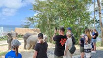 Phuket Guided Tour to Elephant Sanctuary with Hotel Transfers