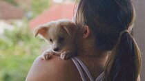 Puppy Yoga in Bali Ubud №1 Thing to Do in Bali