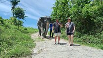 Patong Highlight Elephant Sanctuary with Guide Tour 