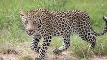5 Day Kruger National Park tour