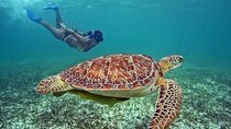 Snorkeling with the Sea Turtles in Akumal Bay from Riviera Maya