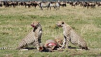 4 Day Serengeti Luxury Tented Camps Safari