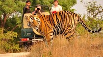 Private 4-Day Tiger Safari and Golden Triangle Tour from Delhi