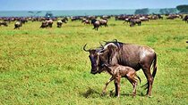 5 Day Ndutu Safari Calving and Predator Drama