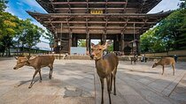 Nara and Osaka Tour from Osaka or Kobe Port
