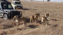 3 Day Maasai Mara Safari in a 4x4 with Foreign Languages