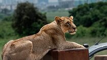 6 Days Magical Kenya Urban and Bush Safari Experience