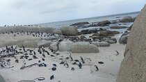 Private Boulder Beach Penguins and Table Mountain Half-Day Tour