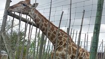 Giraffe House Encounter & Cheetah Outreach with Wine Tasting Tour