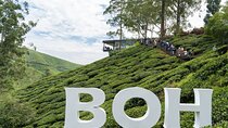 Cameron Highlands Tea Country Private Tour from Kuala Lumpur
