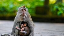 Ubud: Monkey Forest, Rice Terrace, Waterfall Private Tour