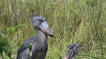 Shoebill Tours and Bird Watching at Mabamba Swamp Uganda 