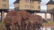 3 Days 2 Nights Safari to Saltlick Lodge from Nairobi