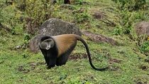 One day Golden Monkey Trekking in Volcanoes National Park