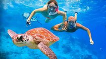 Abu Dabbab Turtle Watching & Snorkeling Adventure from Hurghada