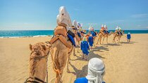 Camel Ride in Los Cabos with Buffet Food and Beer
