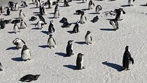Full-Day Cape of Good Hope, Chapman's Peak Drive with Penguins