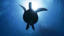Waikiki Catamaran Snorkel Sail: Turtles Guaranteed