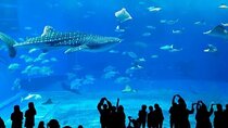 Dubai Aquarium & Underwater Zoo Admission Ticket