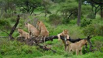 2 Day Lake Manyara National Park and Ngorongoro Crater