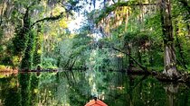 Wild Florida Kayak and Paddleboard Adventure on Dora Canal