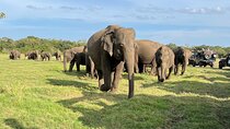 Private Jeep Safari at Minneriya National Parks