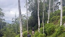 Horseback Riding Trip in the Costa Rican Jungle with Visit Maratopia