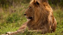 3 Day Masai Mara Daily Budget Safaris on 4x4 with No Park Fees