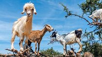Discover Agadir’s Amazing Goats in the Trees