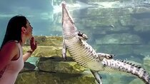 Dubai Crocodile Park Tickets
