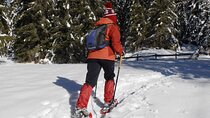 Banff Snowshoe Adventure at Johnson Lake