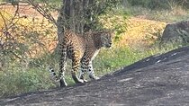 Yala Block 1 Full Day Safari Adventure By NPA leopard safari