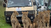 6 days Masai Mara Lake Nakuru & Naivasha Safari Boat Ride
