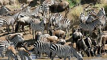 Multi Day Tour from Nairobi to Masai Mara and Lake Nakuru