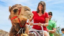 Discover Agadir by Camel Ride