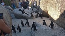 Private Tour: Penguins, Cape Point and Cape of Good Hope 