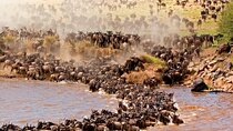 6 Day Great Migration Safari Serengeti Ngorongoro and Tarangire