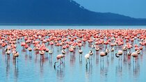 Lake Nakuru Day Trip with Wildlife Viewing and Optional Boat Ride